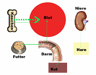 Kalziummangel bei Phosphatüberschuss in der Nahrung des Hundes