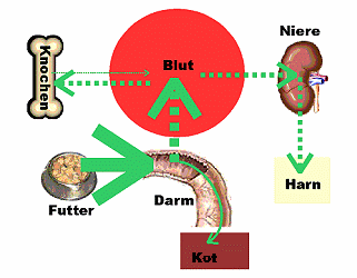 Kalziumüberschuss in der Nahrung des Hundes