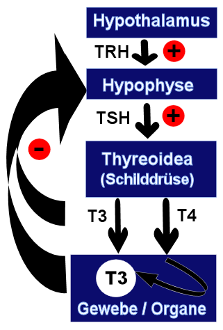 Regulation der Schilddrüsenhormoneproduktion beim Hund