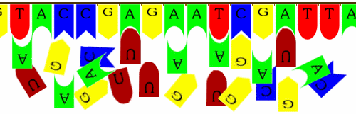 Bildung von RNA nach Vorlage der DNA