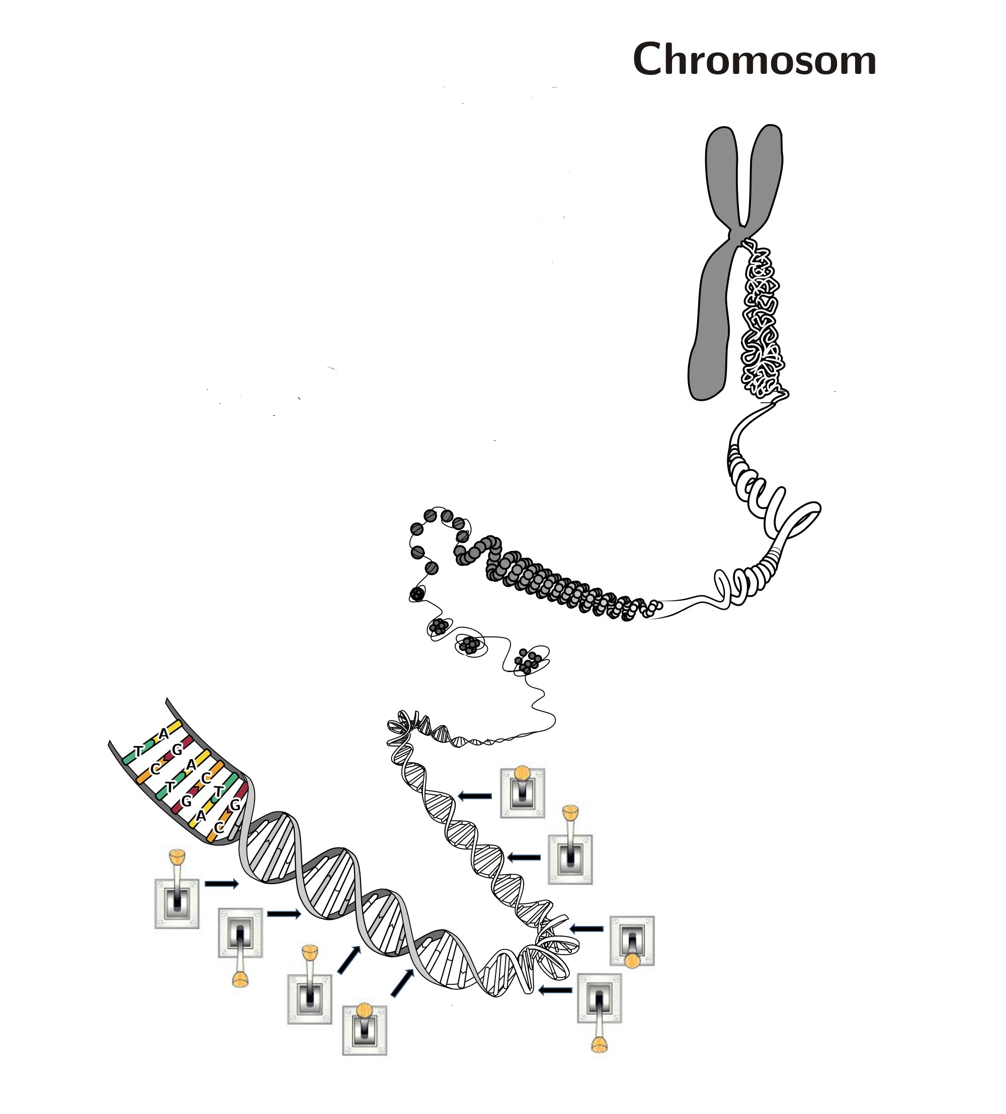 Chromosomen