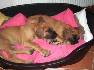 Doggenbabies - Hugo und Rosa